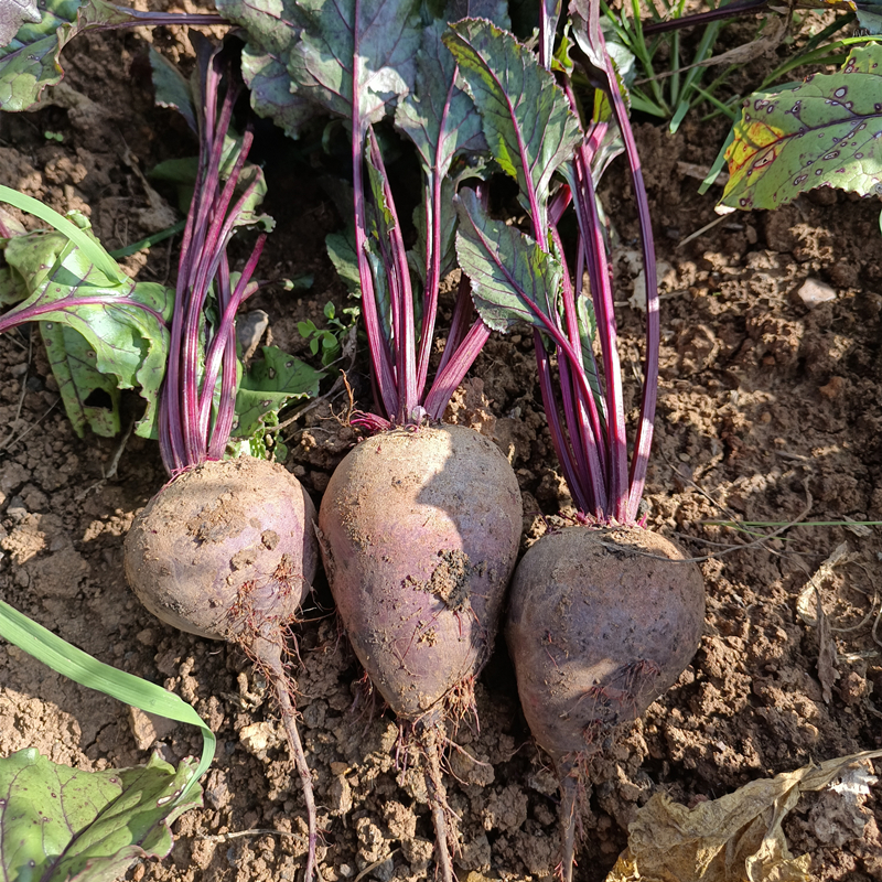 云南高原有机甜菜根蔬菜食养打汁榨汁食养疗红甜菜头现挖3斤包邮 - 图2