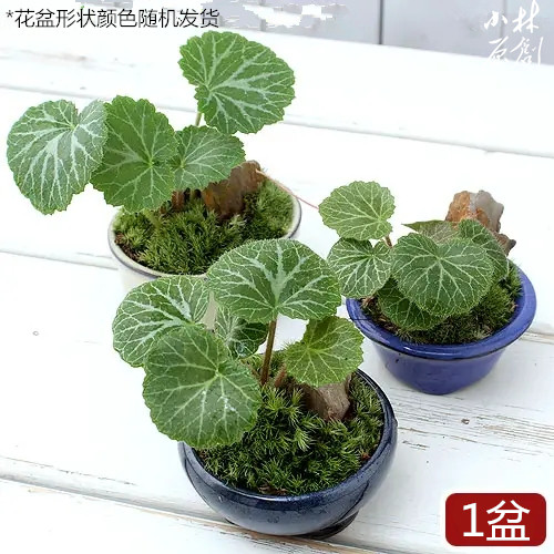 虎耳草假山造景绿植阳台盆栽雨林生态缸水边水旱盆景吸水石植物 - 图2