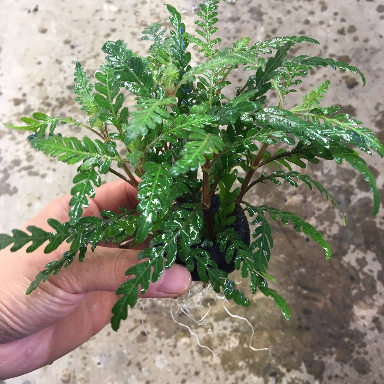 淡水鱼缸造景装饰懒人坨草羽裂雨蝶水蓑衣水草古法缸雨林植物微景 - 图3