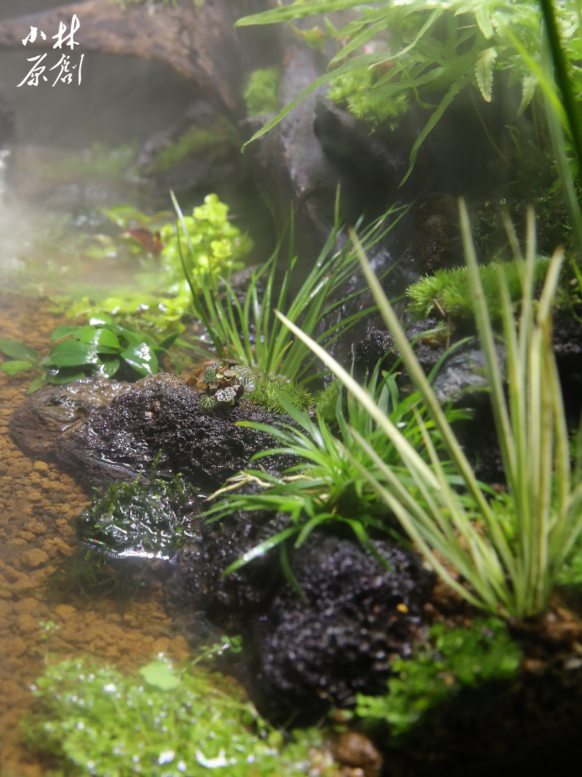 水上水草挺水植物溪流沼泽水生水菖蒲火山石定植龟缸雨林浅水造景 - 图0