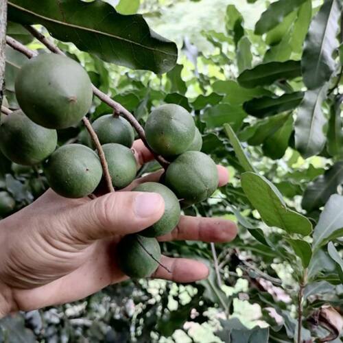 澳洲坚果苗南方种植正宗夏威夷果苗嫁接高产稳产带土发货包活包邮 - 图0