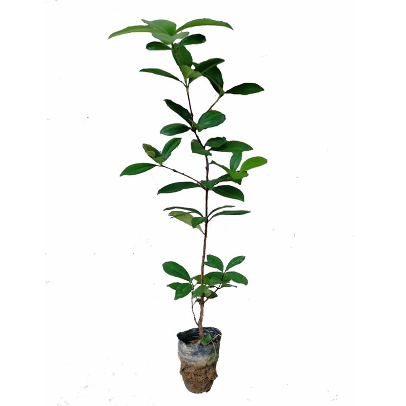 巴西樱桃苗樱桃苗可盆栽庭院种植带叶带泥杯发货巴西樱桃树苗包邮,淘宝优惠券,粉丝福利购,淘宝优惠卷