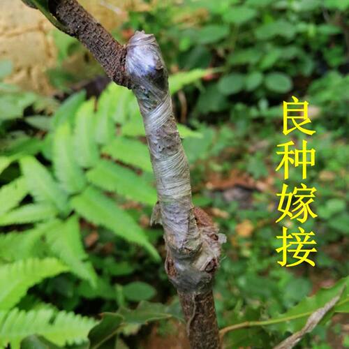 澳洲坚果苗南方种植正宗夏威夷果苗嫁接高产稳产带土发货包活包邮 - 图2