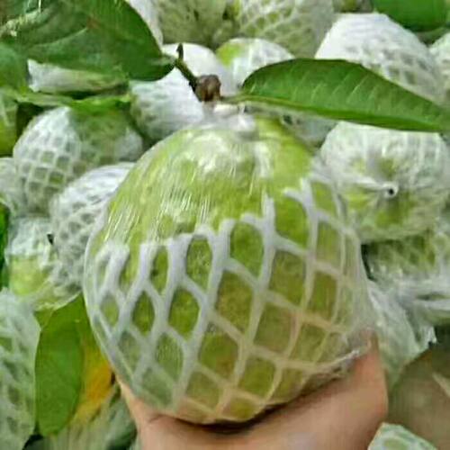 新品种无籽红宝石西瓜芭乐苗嫁接苗四季白心红心番石榴苗当年结果 - 图2