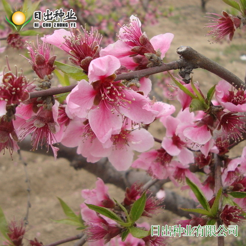 毛桃种子新种子桃树种子毛桃核种子春天冬天播种春天出芽-图2