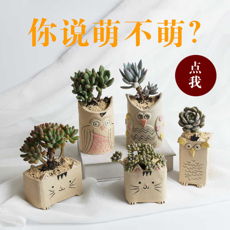 動物多肉植物花盆花器 新人首單立減十元 21年8月 淘寶海外