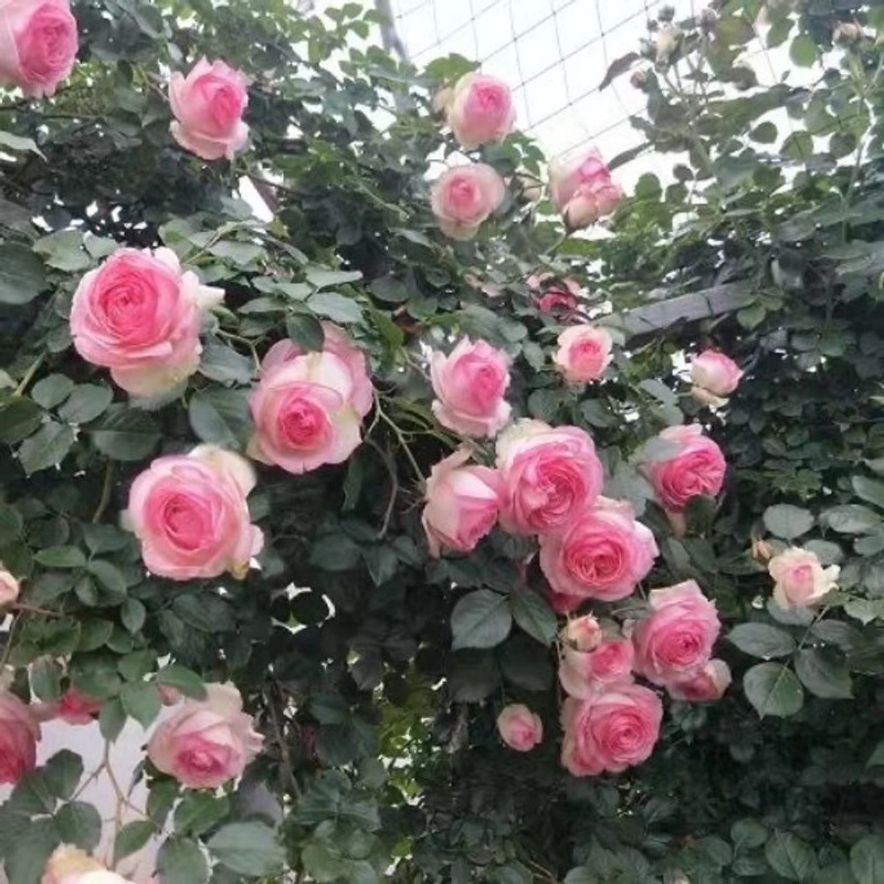 蔷薇花苗爬藤四季开花庭院藤本月季花苗大花爬墙植物花卉盆栽玫瑰,淘宝优惠券,粉丝福利购,淘宝优惠卷