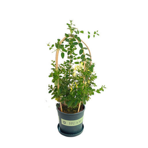 爬藤植物金银花树苗绿植盆栽花卉阳台庭院花园绿化四季常青老桩苗 - 图3