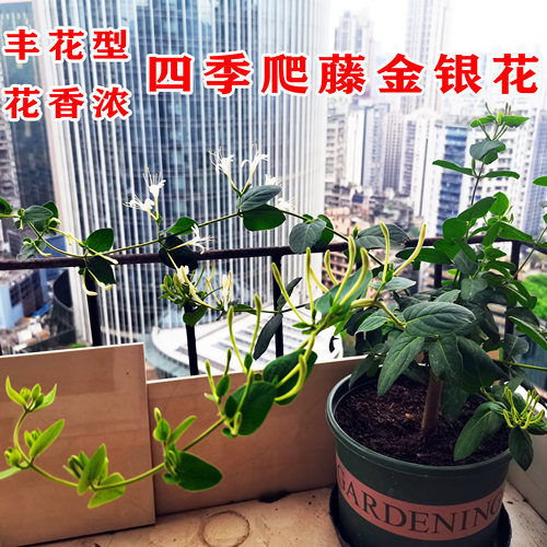 爬藤植物金银花树苗绿植盆栽花卉阳台庭院花园绿化四季常青老桩苗 - 图2
