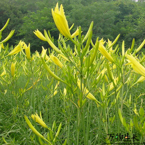 黄花菜种苗食用野生黄花菜苗根金针菜苗根阳台蔬菜种苗四季种植 - 图1