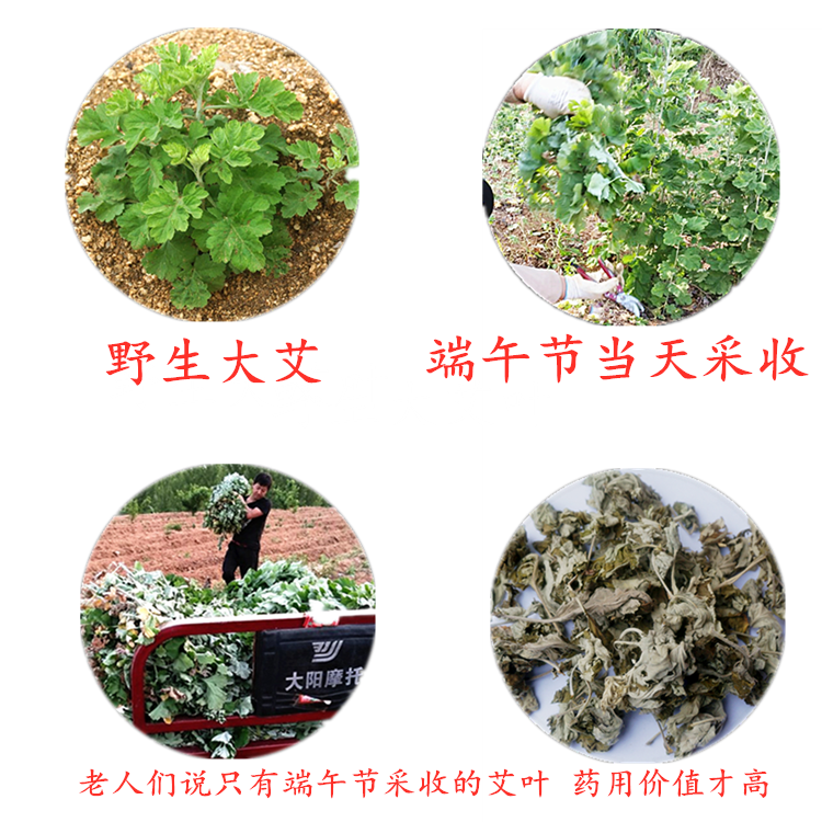 艾苗野生艾叶苗大叶艾草苗根种植盆栽种子食用艾蒿艾草药用干艾叶-图2