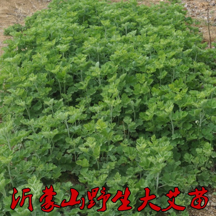 艾苗野生艾叶苗大叶艾草苗根种植盆栽种子食用艾蒿艾草药用干艾叶-图0