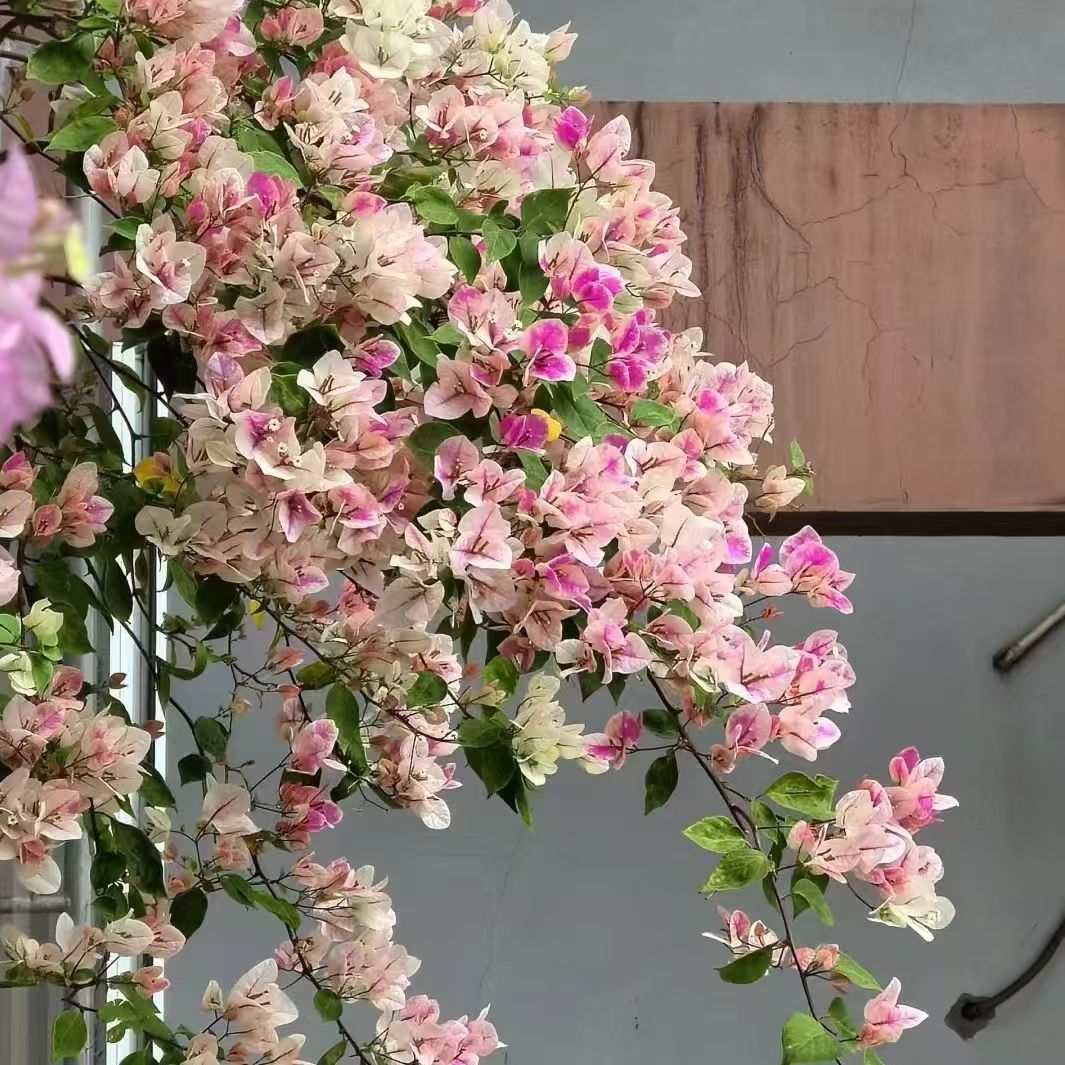 顺丰包邮【1漳红樱】三角梅百变花蝴蝶四季开花室内阳台好养花卉 - 图1