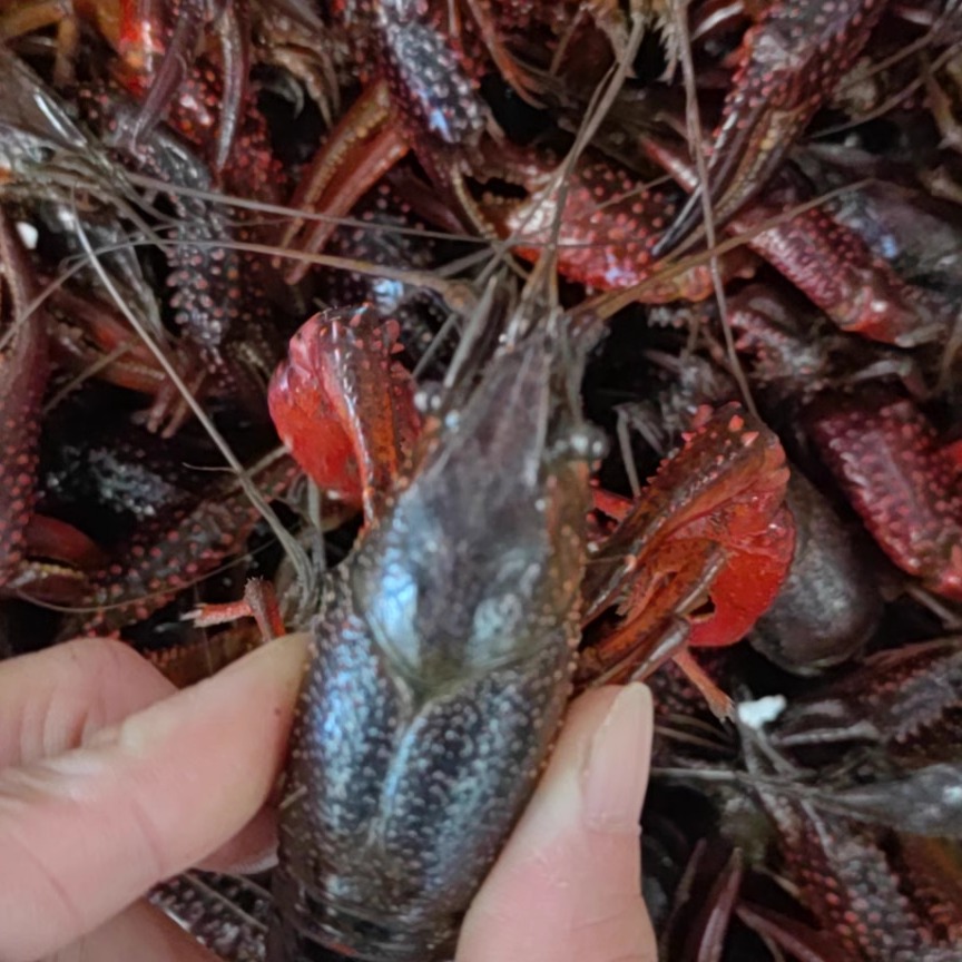 3斤包邮湖北清水小龙虾 红虾 大红中红小红 油焖大虾蒜蓉虾清蒸虾 - 图2