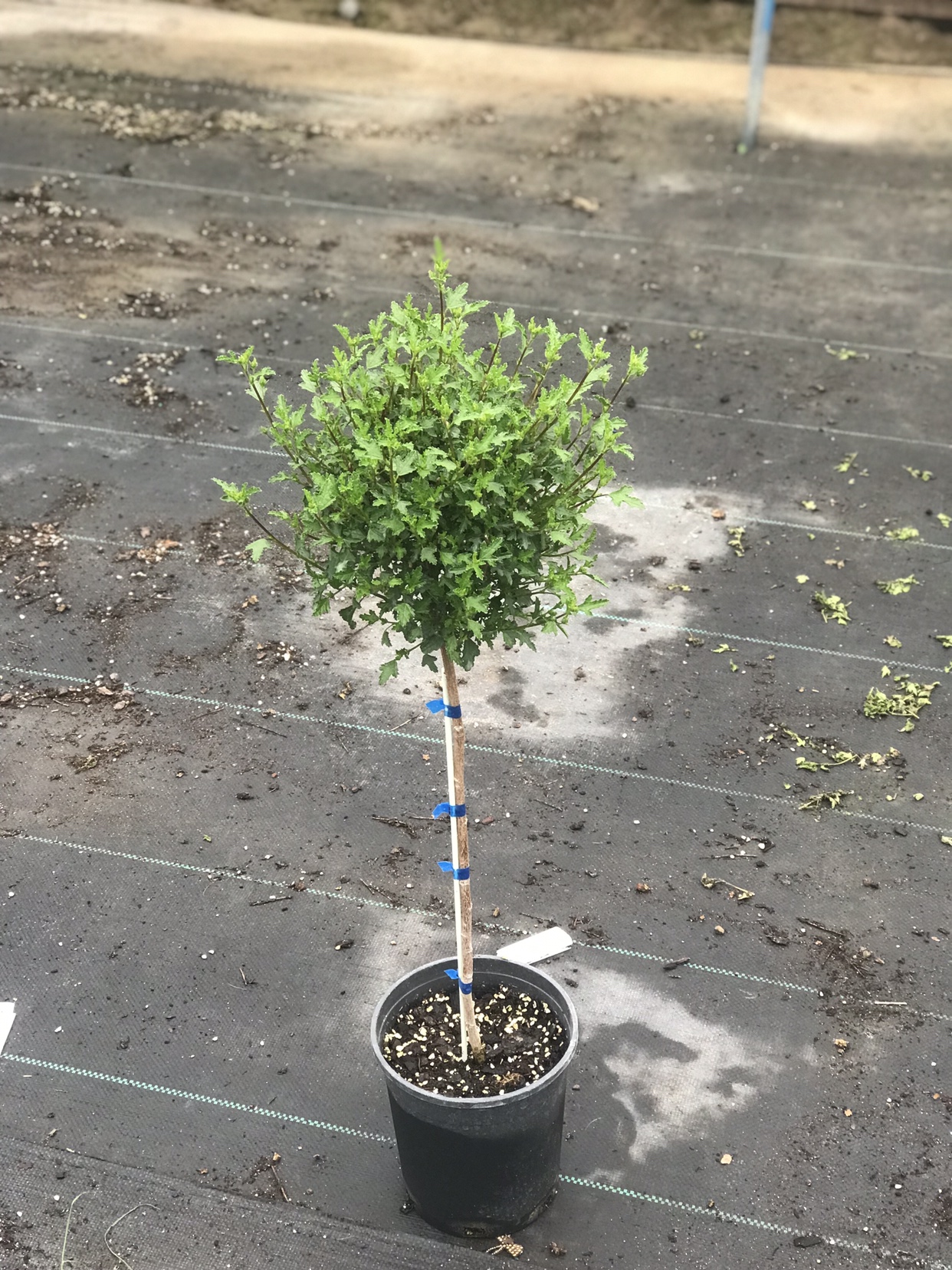 花之町园艺多花小木槿棒棒糖盆栽苗阳台庭院花园宿根花卉植物-图2