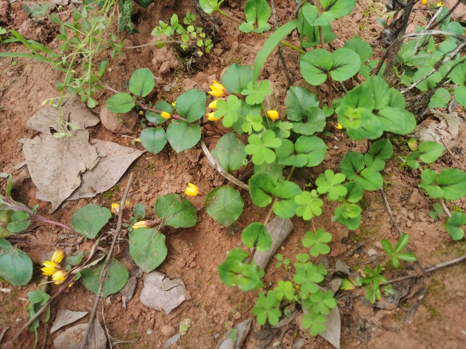 四川大叶金钱草新鲜深山野过路黄化石溶石广叶金钱草中草药打石茶 - 图0