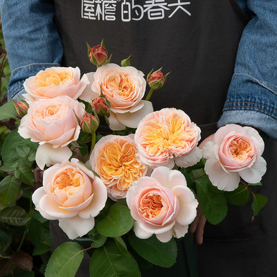 朱丽叶蓝色风暴阳台庭院多季节开花灌木月季精选美植袋中大苗 虎窝淘