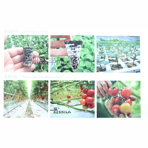 芬兰进口KEKKILA凯吉拉沼泽泥炭土5-40MM不含肥（上盆/食虫用） - 图3