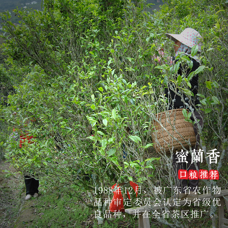 狮头脚【蜜兰香】凤凰单枞茶叶 蜜韵明显 乌龙潮州高山白叶单丛茶 - 图0