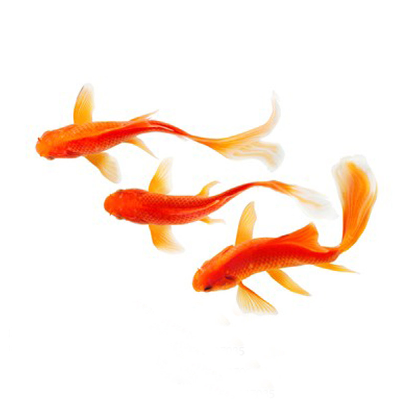 原价9 券后价6 红草花草金鱼红鲫鱼锦鲫锦鲤鱼小金鱼活鱼观赏鱼活体淡水鱼冷水鱼 日月商集聚合优惠