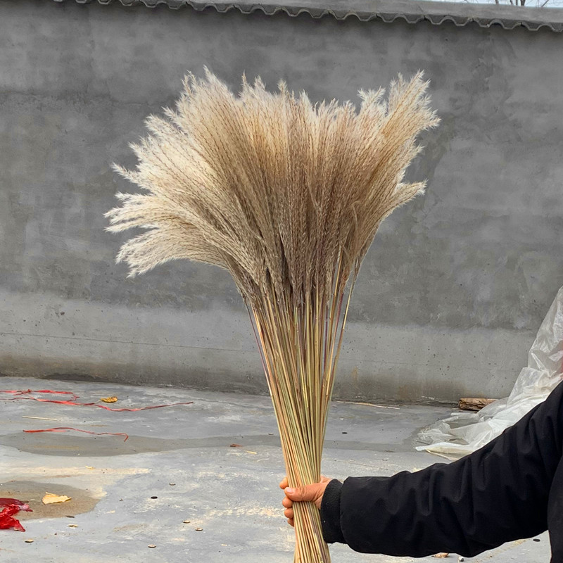 天然小芦苇草网红大芦苇干花大穗仿真花束田园装饰落地摆件粉色 - 图1