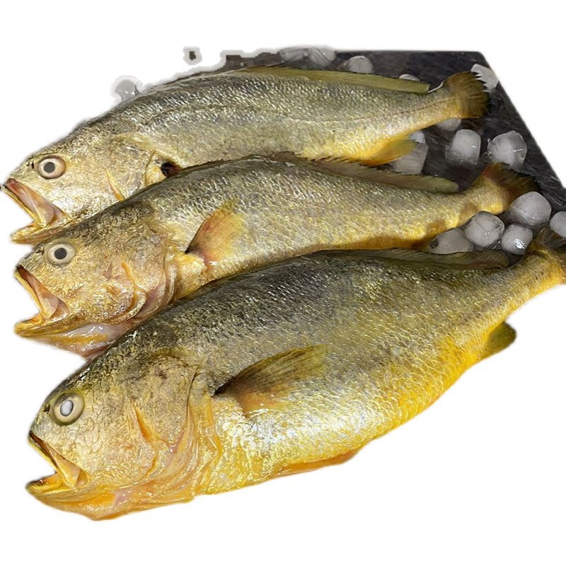 青岛海捕大黄花鱼新鲜 海鲜水产鲜活宝宝一条的价格 3斤包邮顺丰,淘宝优惠券,粉丝福利购,淘宝优惠卷