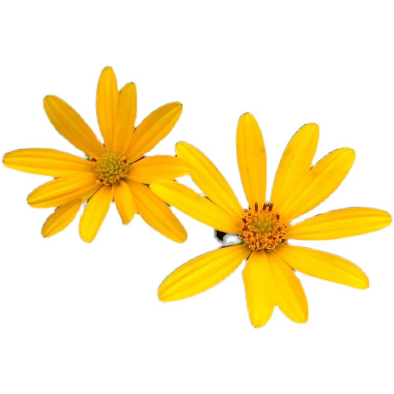 日光菊种子赛菊芋观花庭院盆栽花卉园艺绿植花种子春秋播耐寒四季 九块九特卖网