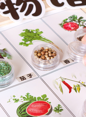 植物角种子发芽标本幼儿园环创材料种子博物馆科学区自然区角豆子