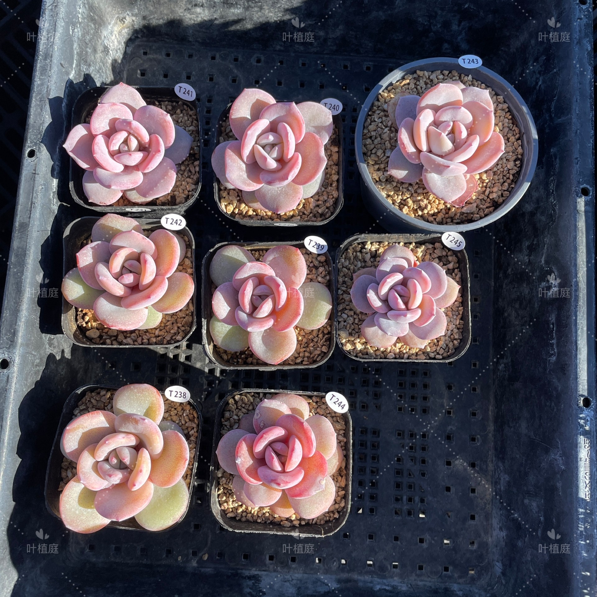 叶植庭【奶茶单头】韩版奶茶一物一拍昆明发货 补,淘宝优惠券,粉丝福利购,淘宝优惠卷