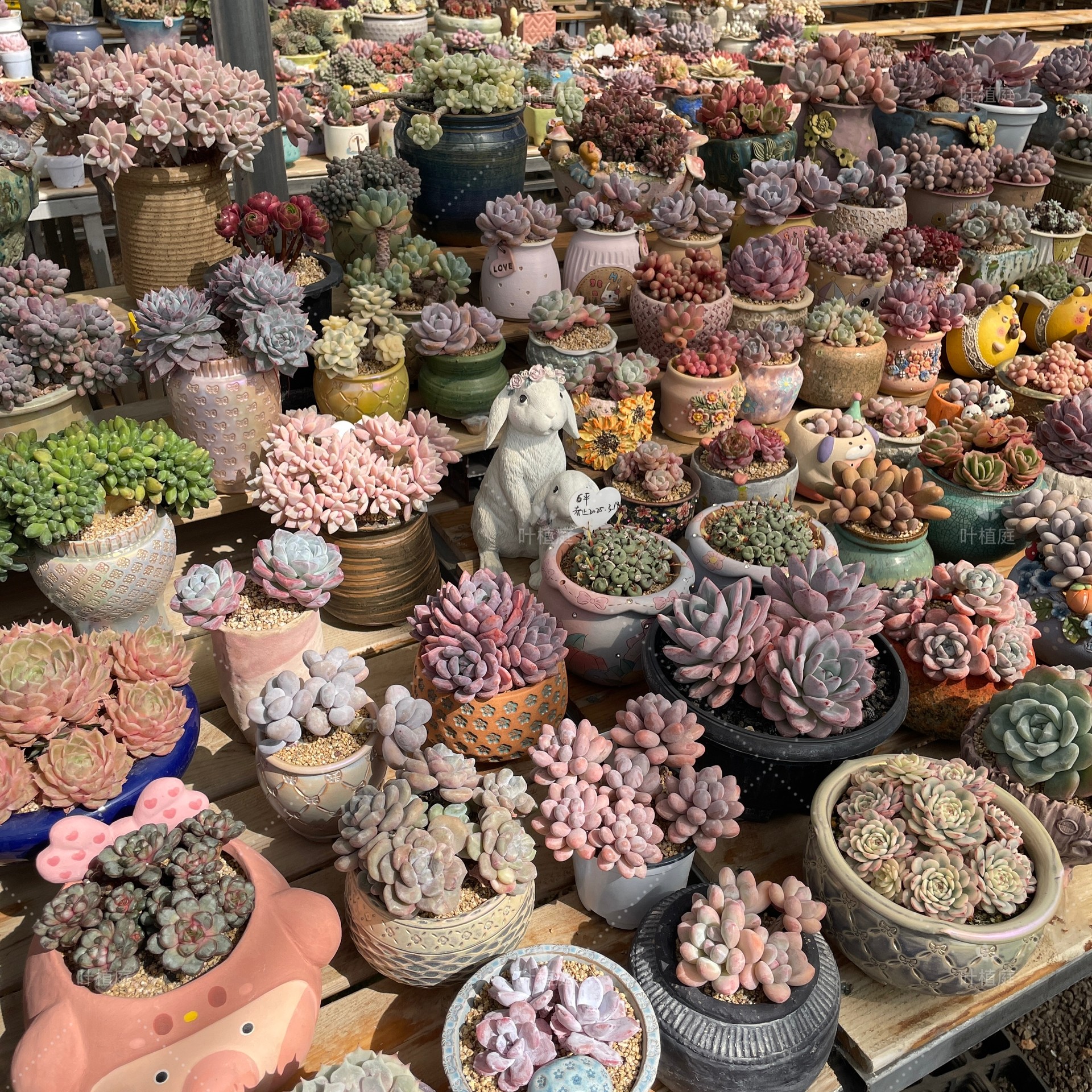 叶植庭【代客出-1号台】一物一拍 寄养过 时间成本 状态好 捡漏 - 图1