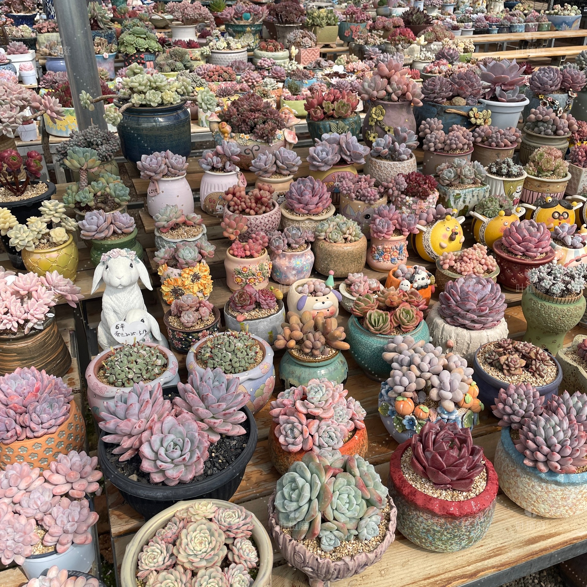 叶植庭【代客出-1号台】一物一拍 寄养过 时间成本 状态好 捡漏 - 图0