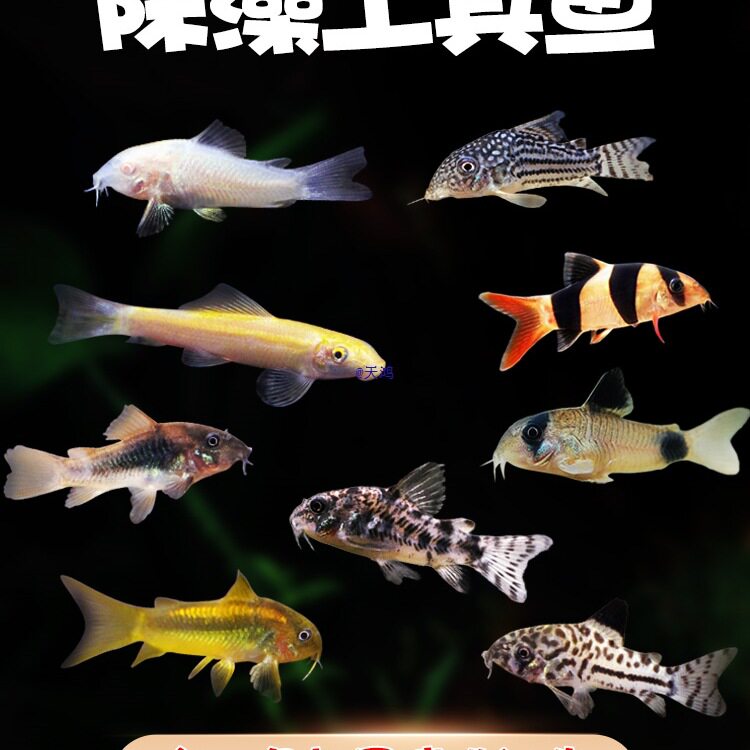 图4