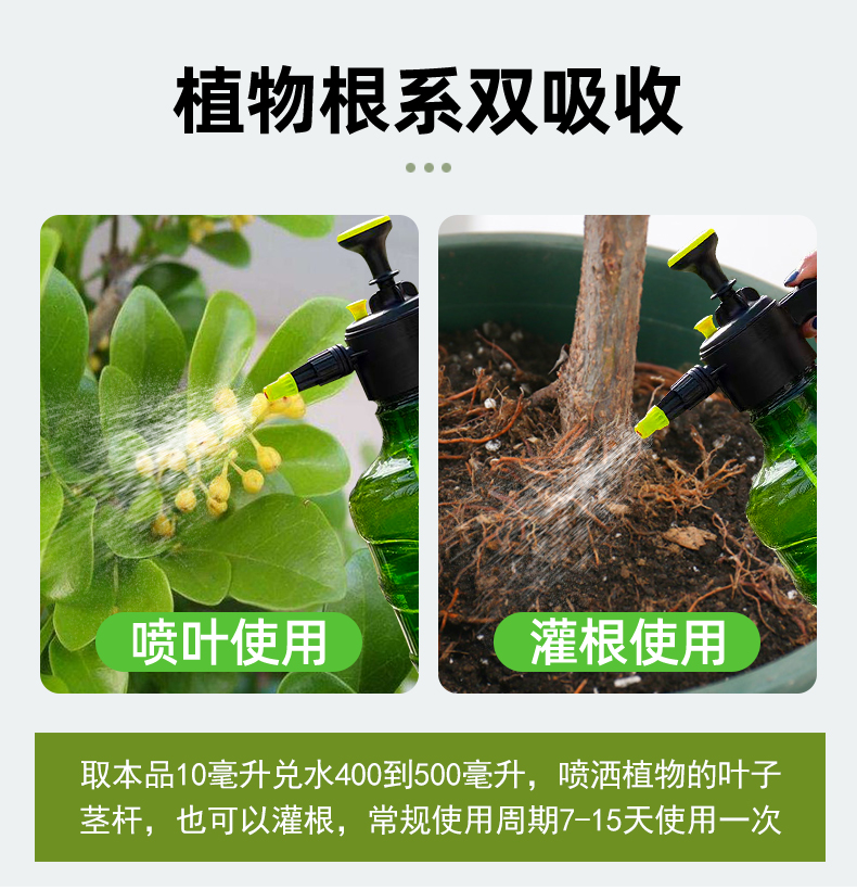 米兰肥料米兰花专用肥米兰营养液花肥土米兰花肥料香水叶子什么掉-图3