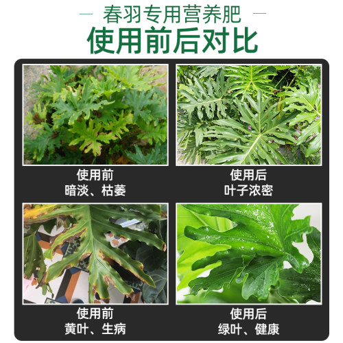 龙鳞春羽肥料春雨肥春羽营养液土绿植专用春雨营养液水培植物春芋 - 图1
