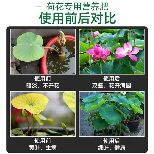 荷花专用肥碗莲营养液睡莲荷花肥料莲花水培水溶莲藕土缸盆栽荷塘 - 图2