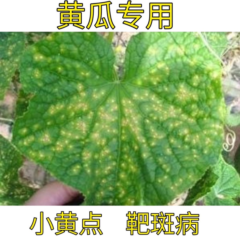 黄瓜靶斑小黄点角斑黄瓜小黄点白粉靶斑黄点清蔬菜黄点功劳木素 - 图1