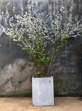 雪柳树苗珍珠梅花盆栽绣线菊雪梅水培花卉室内庭院植物喷雪花耐寒