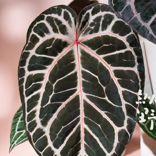 纵野 / 红水晶 花烛天南星科室内观叶趣味盆栽小众室内观叶 - 图2