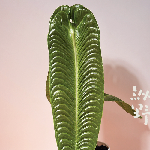 纵野 / 火鹤王花烛Anthurium veitchii天南星科观叶绿植 - 图2