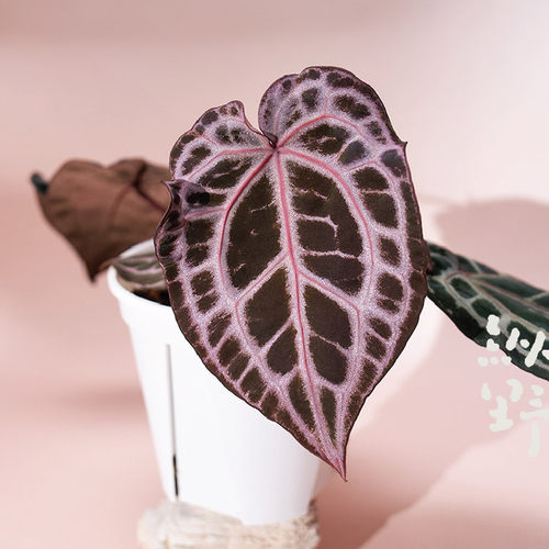 纵野 / 红水晶 花烛天南星科室内观叶趣味盆栽小众室内观叶 - 图0