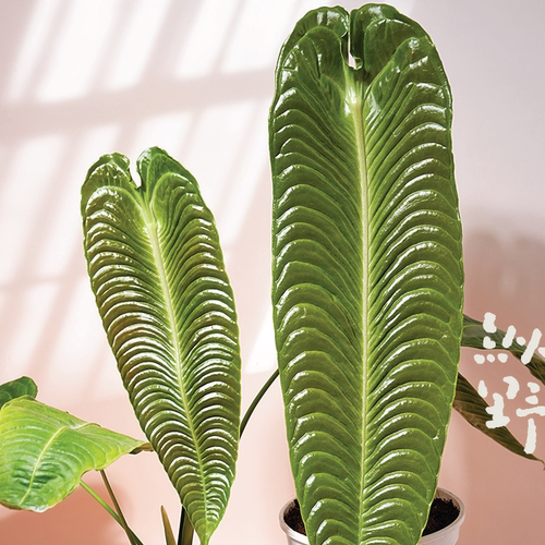 纵野 / 火鹤王花烛Anthurium veitchii天南星科观叶绿植 - 图3
