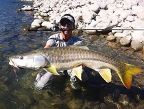 Native fish ornamental fish giro fish yellow fin tie fish Indian royal gold giro