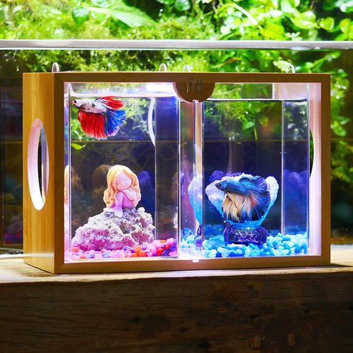Thai Douyu Tank Moonlight Douyu Tank Декоративная рыба живая полуулуновая король Lion General Douyu Большой уш