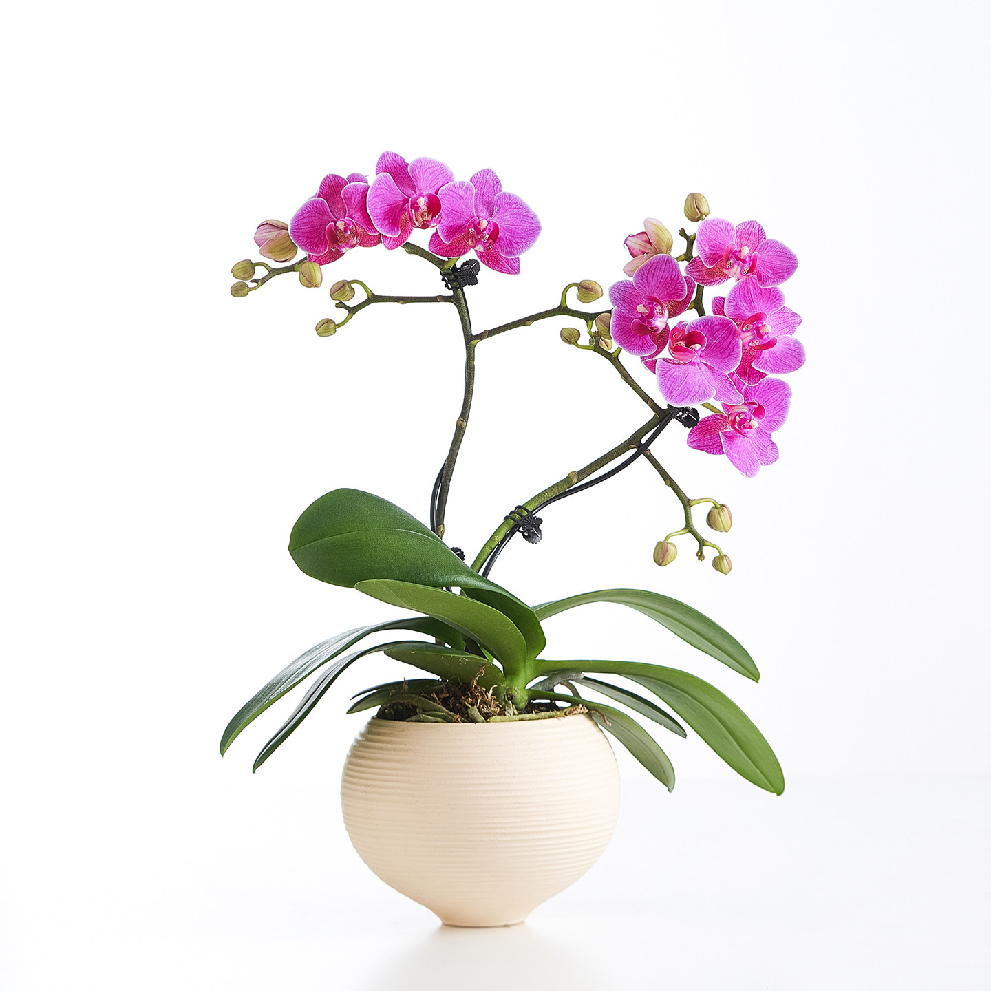 海洋之星蝴蝶兰带花苞四季好养活盆栽客厅室内桌面年宵花卉绿植,淘宝优惠券,粉丝福利购,淘宝优惠卷