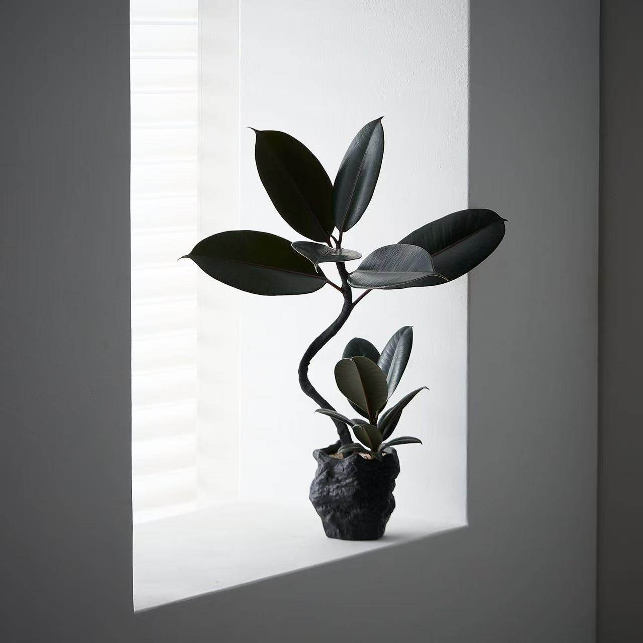 中古侘寂风造型双株橡皮树植物茶室内装饰好养盆栽净化空气绿植,淘宝优惠券,粉丝福利购,淘宝优惠卷