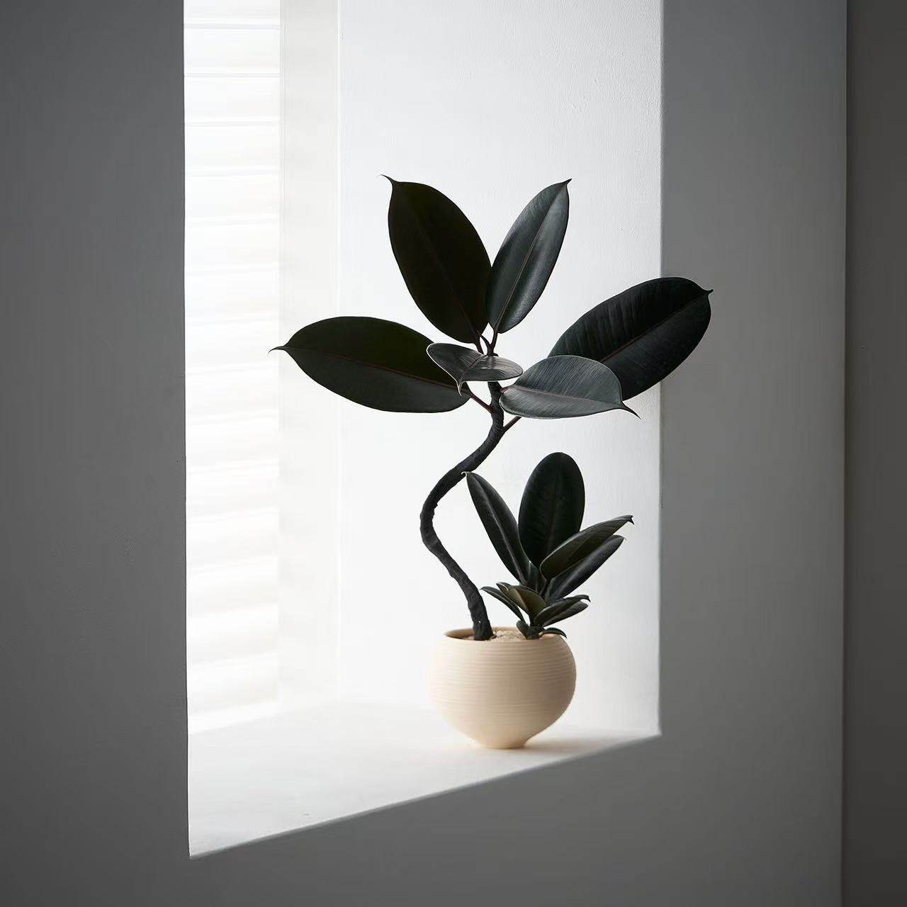 中古侘寂风造型双株橡皮树植物茶室内装饰好养盆栽净化空气绿植,淘宝优惠券,粉丝福利购,淘宝优惠卷