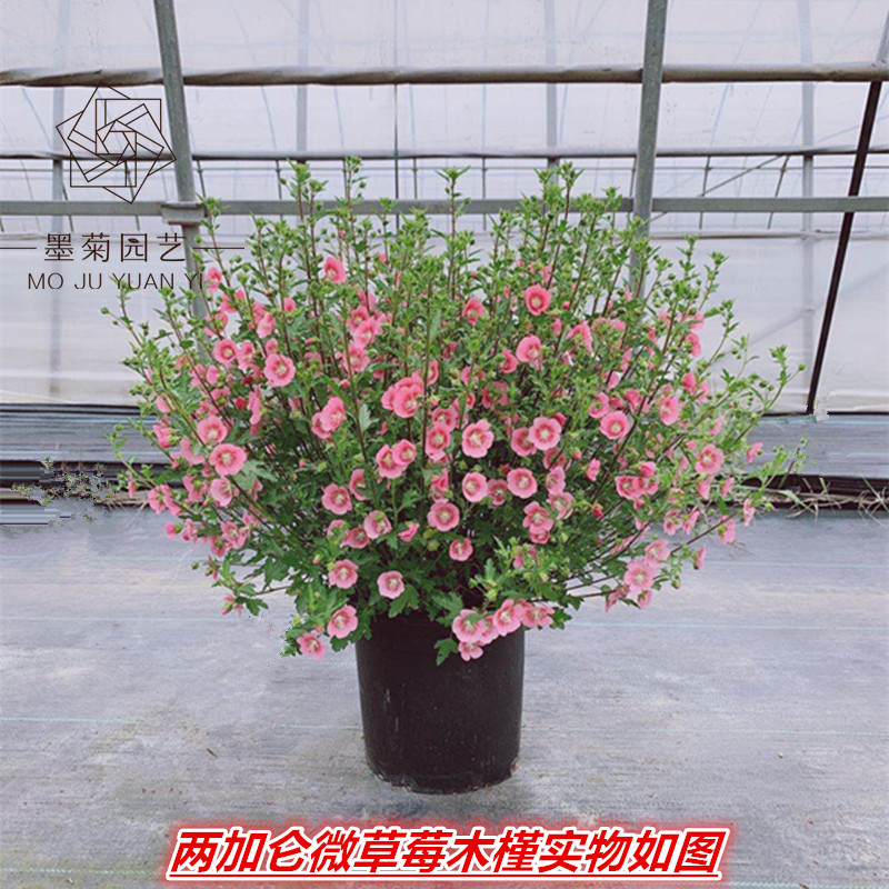 墨菊园艺小木槿花卉盆栽四季开花阳台庭院观花植物三季花期-图2