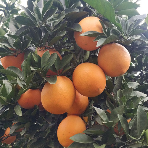 正宗江西赣南脐橙大果20斤10斤装当季新鲜橙子水果甜橙整箱包邮应 - 图0