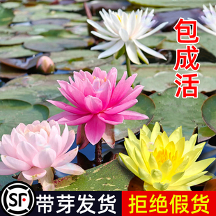 大睡莲根块带花苞 四季水养盆栽莲花