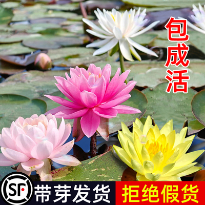 四季睡莲根块大睡莲花卉水培植物